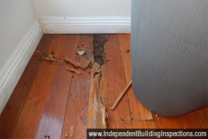 pre-purchase building inspection reveals flooring with termite damage 3 - image